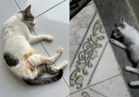 Gatos são achados mortos e moradores denunciam envenenamento na Bahia