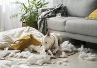 Hábito comum pode encurtar a vida do seu cachorro