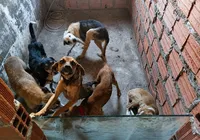 Homem é preso por realizar eutanásia e deixar cães em situações de maus-tratos