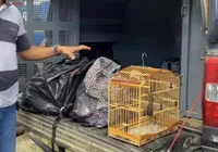 Influenciador digital é preso por tráfico ao tentar fugir com mochilas cheias de drogas