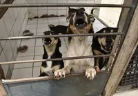 Lei cria site para achar pets perdidos e incentivar adoção de cães e gatos