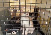Mais de 50 gatos são resgatados por brasileiros após terremotos na Venezuela