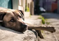 Motoristas que abandonarem animais poderão ter CNH suspensa