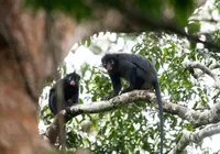 Nova espécie rara de macaco que ‘coaxa’ como sapo é descoberta