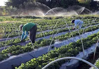O agricultor e o publicitário