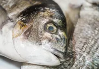 Peixe popular no Brasil entra em extinção e pode ter venda proibida