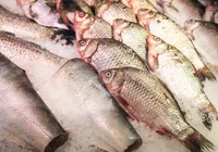 Pele de peixe vira curativo e terá fábrica de R$ 52 milhões no Brasil