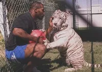 Pet de R$ 400 mil: relembre a história maluca de Mike Tyson e sua tigresa