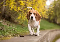 Pets podem ajudar a reduzir o Imposto de Renda