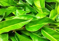 Planta rica em ferro e cálcio ganha espaço na alimentação saudável