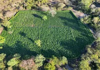 Plantação com 35 mil pés de maconha é destruída na Bahia
