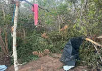 Polícia Civil apreende 1,5 tonelada de maconha na Chapada Diamantina