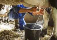 Produção de leite cresce, mas de ovos cai na Bahia