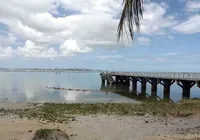 Projeto Mares salva corais em Vera Cruz