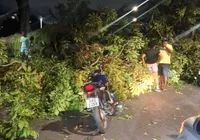 Queda de árvore interdita avenida e deixa feridos no Dique do Tororó imagem