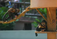 Saiba o que acontece após o resgate de um animal em situação de risco