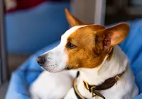 Saiba se castrar o cachorro na idade adulta faz mal ao seu pet