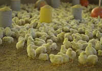 Sexagem 'in ovo' ganha força no Brasil e promete acabar com abate de pintinhos