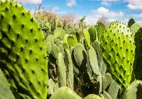 Tecnologia cria 'mar verde' contra a seca no sertão da Bahia