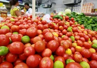 Tomate mais barato pode melhorar sua alimentação; entenda