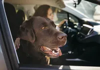 Uber Pet e mais: conheça os apps de transporte ideais para o seu “bichinho”