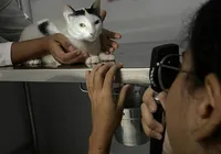 Universidade realiza mutirão de prevenção a doenças oculares em cães e gatos