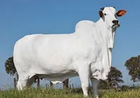 Vaca mais cara do mundo é brasileira e foi vendida por R$ 21 milhões