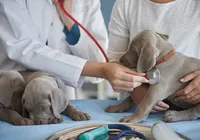 Veterinária legal