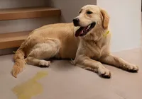 Xixi vira areia e mais: 5 itens que todo tutor de pet precisa conhecer