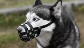 Cachorros podem ser obrigados a usar focinheira no Brasil
