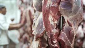 Excesso de carne bovina em frigorífico derruba o preço do boi na Bahia