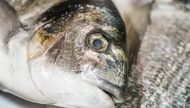Peixe popular no Brasil entra em extinção e pode ter venda proibida