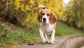 Pets podem ajudar a reduzir o Imposto de Renda