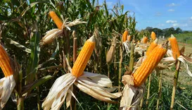 Produtores rurais ganham prazo para se adequar ao CNPJ obrigatório