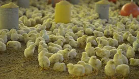 Sexagem 'in ovo' ganha força no Brasil e promete acabar com abate de pintinhos