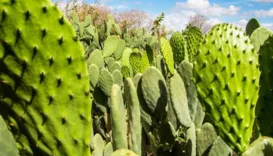 Tecnologia cria 'mar verde' contra a seca no sertão da Bahia