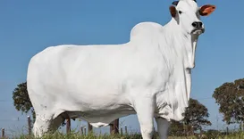 Vaca mais cara do mundo é brasileira e foi vendida por R$ 21 milhões