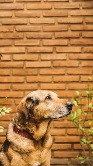 Pets podem ajudar a reduzir o Imposto de Renda