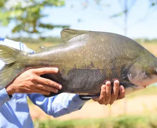 Além do tambaqui, outros peixes populares podem ter venda proibida no Brasil