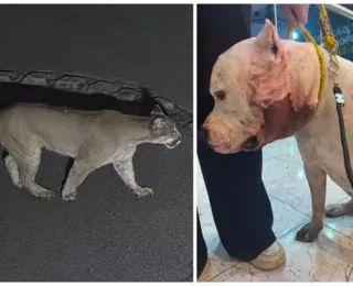 Ataque de onça-parda é impedido por pitbull da família dentro de casa