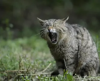 Austrália declara "guerra" contra gatos; entenda por quê