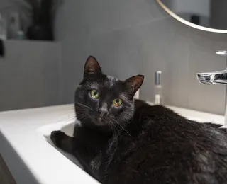 Banho em gatos: descubra se essa prática é realmente necessária