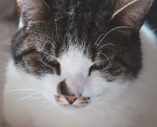 Bigodes dos gatos guardam um segredo; saiba para que eles servem