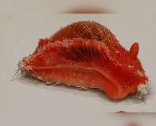 Biólogo batiza nova espécie de molusco em homenagem ao goleiro Vozinha