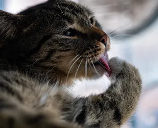 Bolas de pelo em gatos: hábito pode se agravar durante o inverno