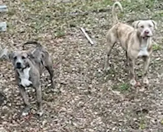 Brutal: mulher morre após ataque de pit bulls durante passeio com cachorro