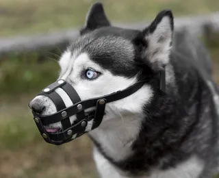 Cachorros podem ser obrigados a usar focinheira no Brasil