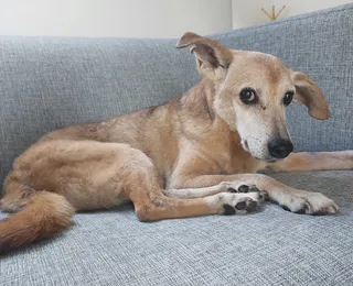 Cães idosos também podem ter demência, o “alzheimer animal”