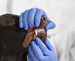 Cães precisam ir ao dentista? Saiba como cuidar dos dentes do seu pet