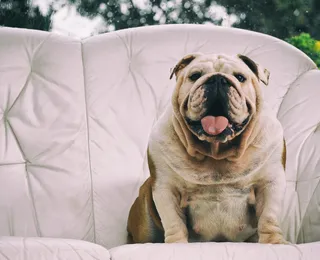 Canetas emagrecedoras para pets? Entenda se o uso em cães é permitido